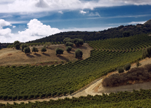 Cantina Santadi, Winzer aus Sardinien